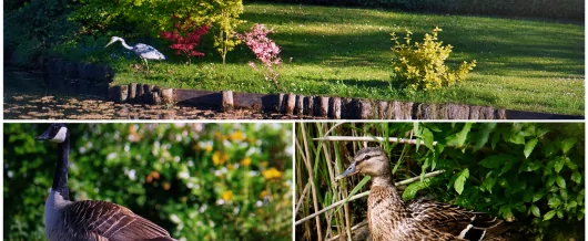 Sortie nature du 4 juillet 2026